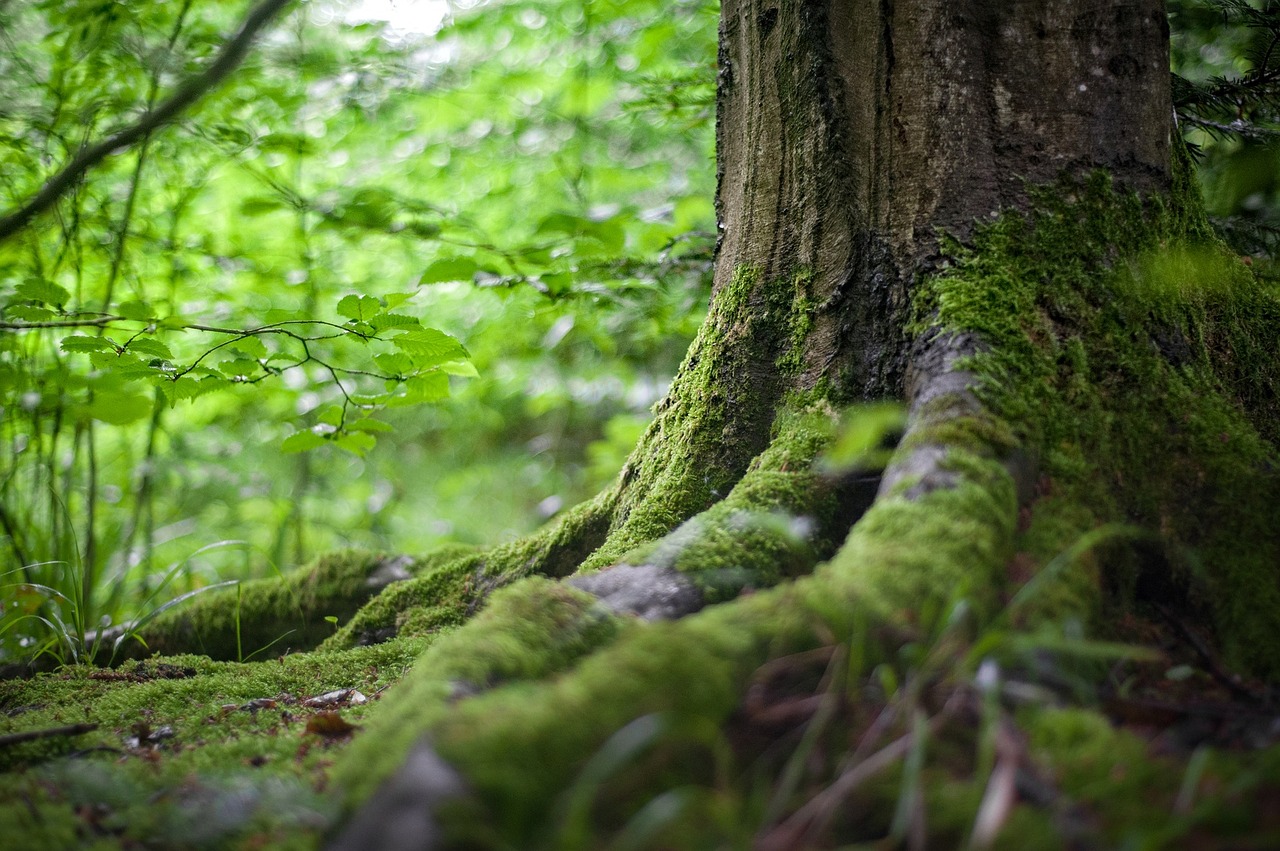 Deep Roots